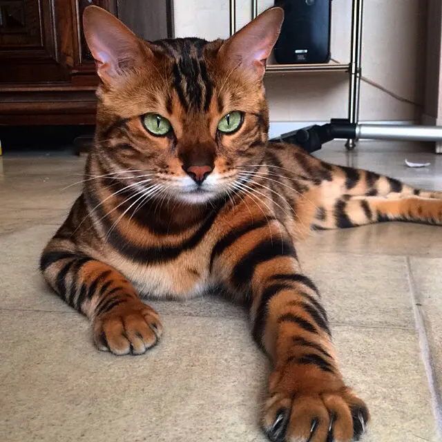 orange and black striped bengal laying on tile floor