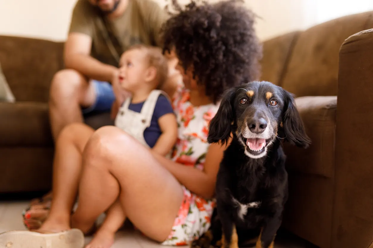 Benefits of Adopting a Mixed-Breed Dog