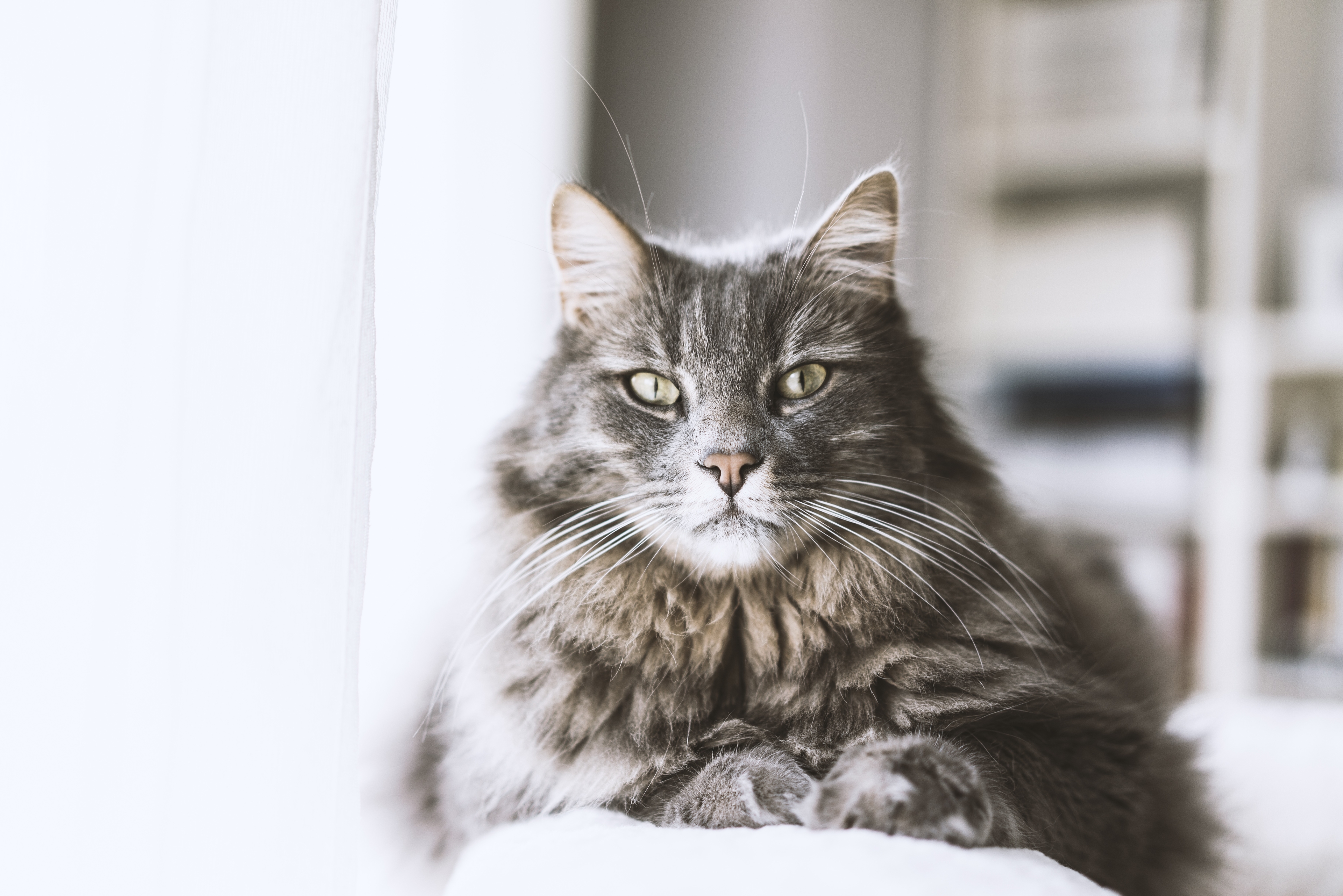 Keep pet fur under control in your home