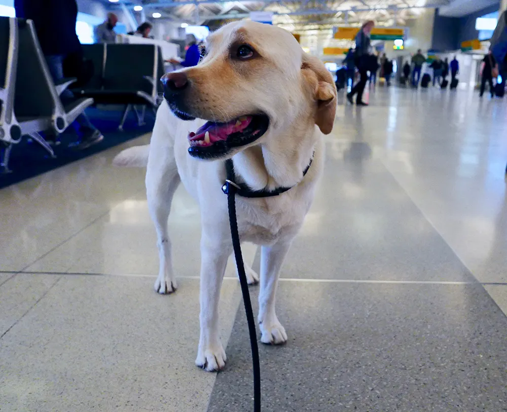 Airport guide for dog parents