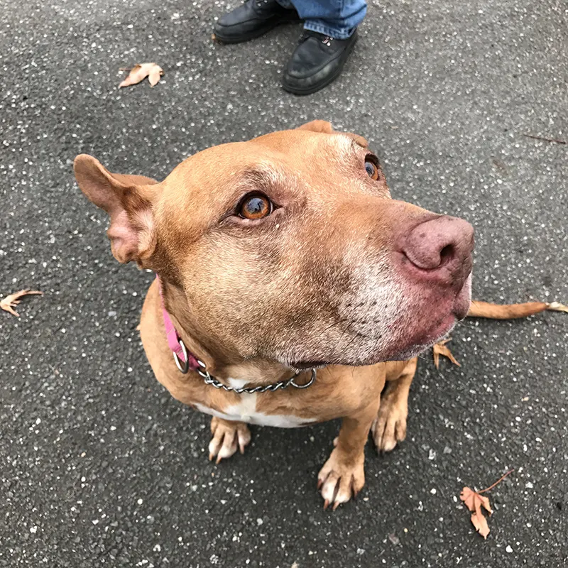 Rescued Pit Bull, Canny-Belle