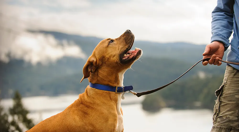 Finding the best dog breeds for travel, leisure and adventure