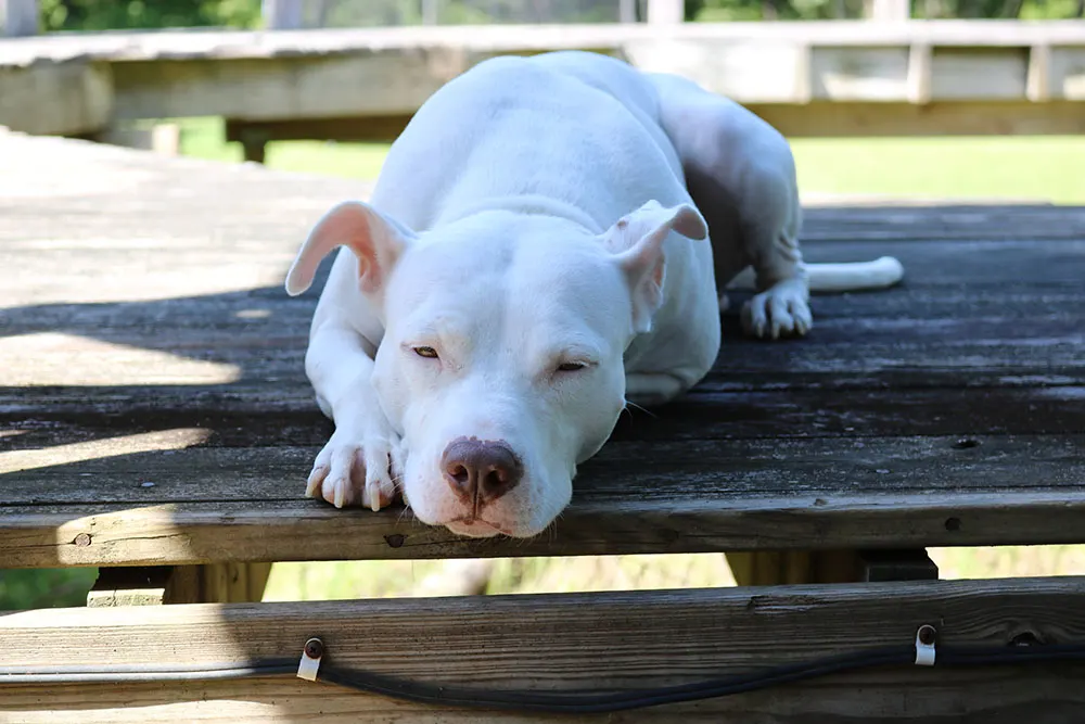 4 common health problems in bully breeds