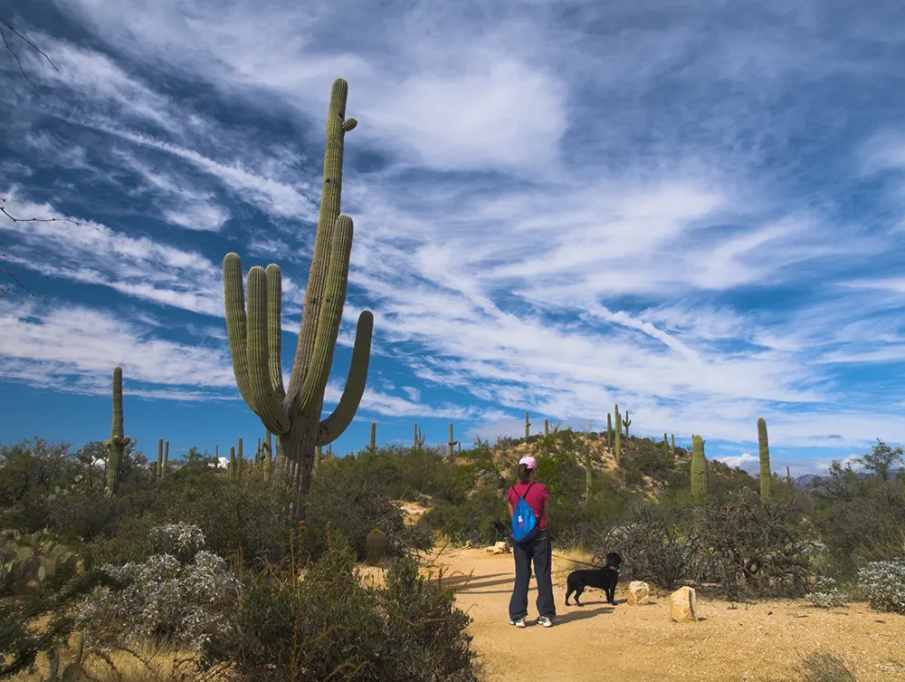 Roam: Plenty of sun and shopping in dog friendly Tucson