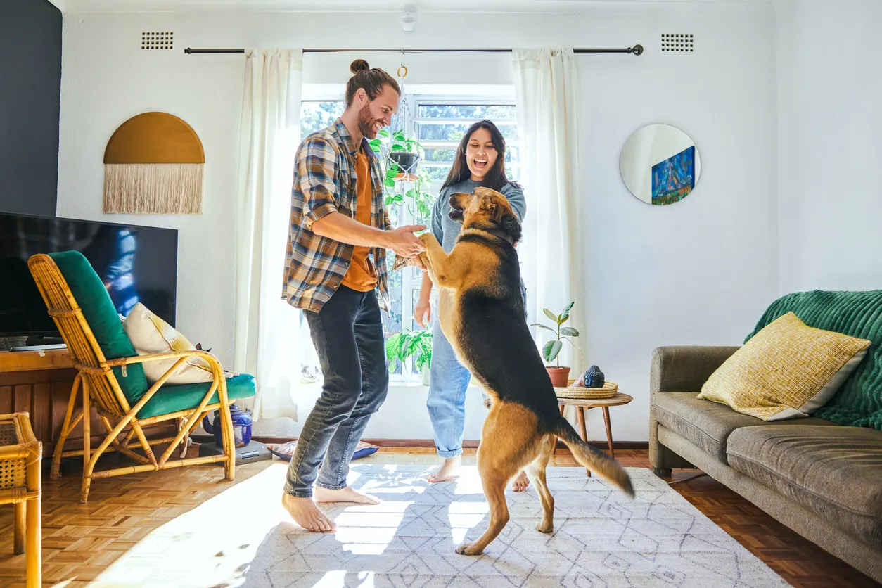 german shepherd dancing in living room with owners