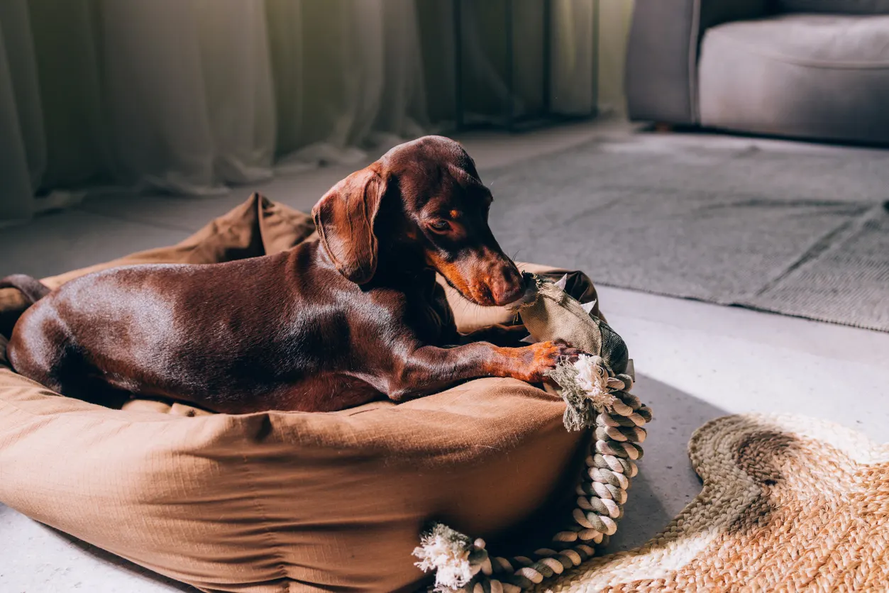 dog curled up in dog bed with toy