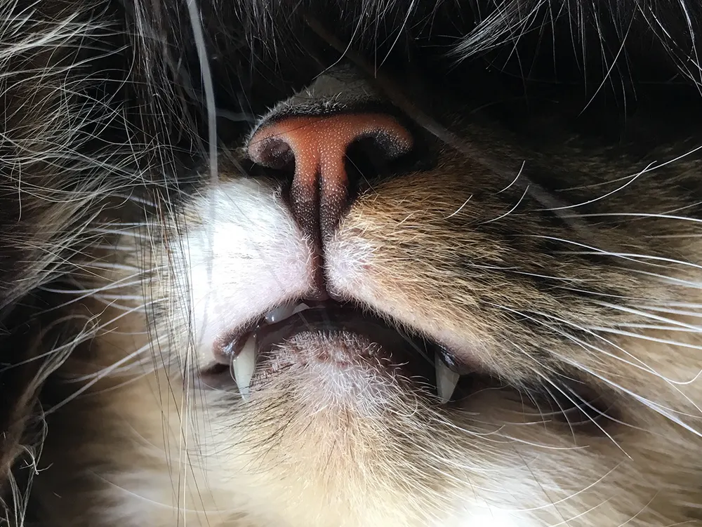 Signs of dental disease in cats
