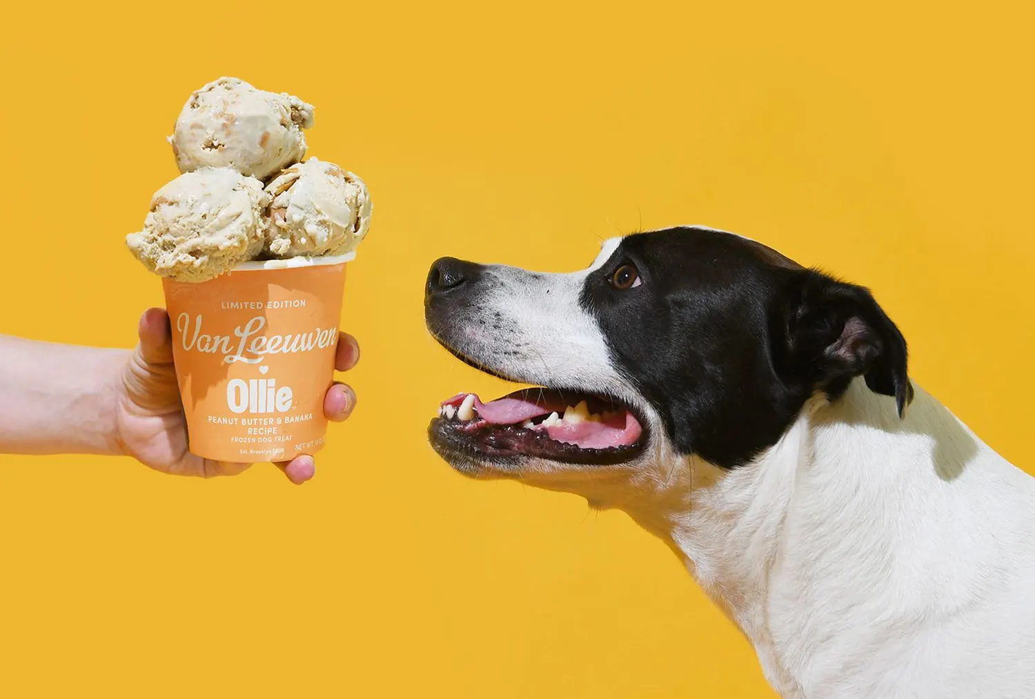 Dog sniffs gourmet pet ice cream from Ollie and Van Leeuwen