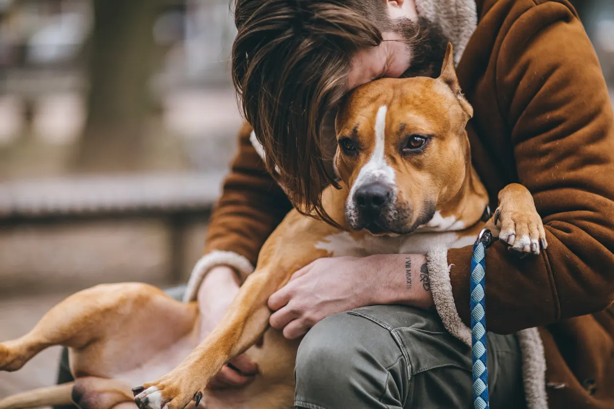 dog dad kissing american staffordshire terrier