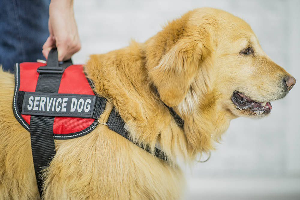 What do I need to know about getting a service dog?