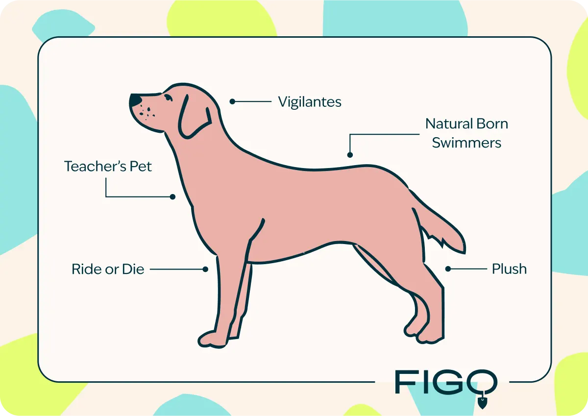 Breed traits chesapeake bay retriever