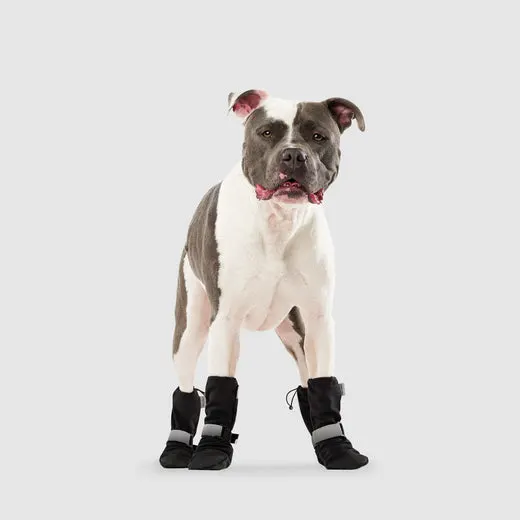 dog stands in winter booties