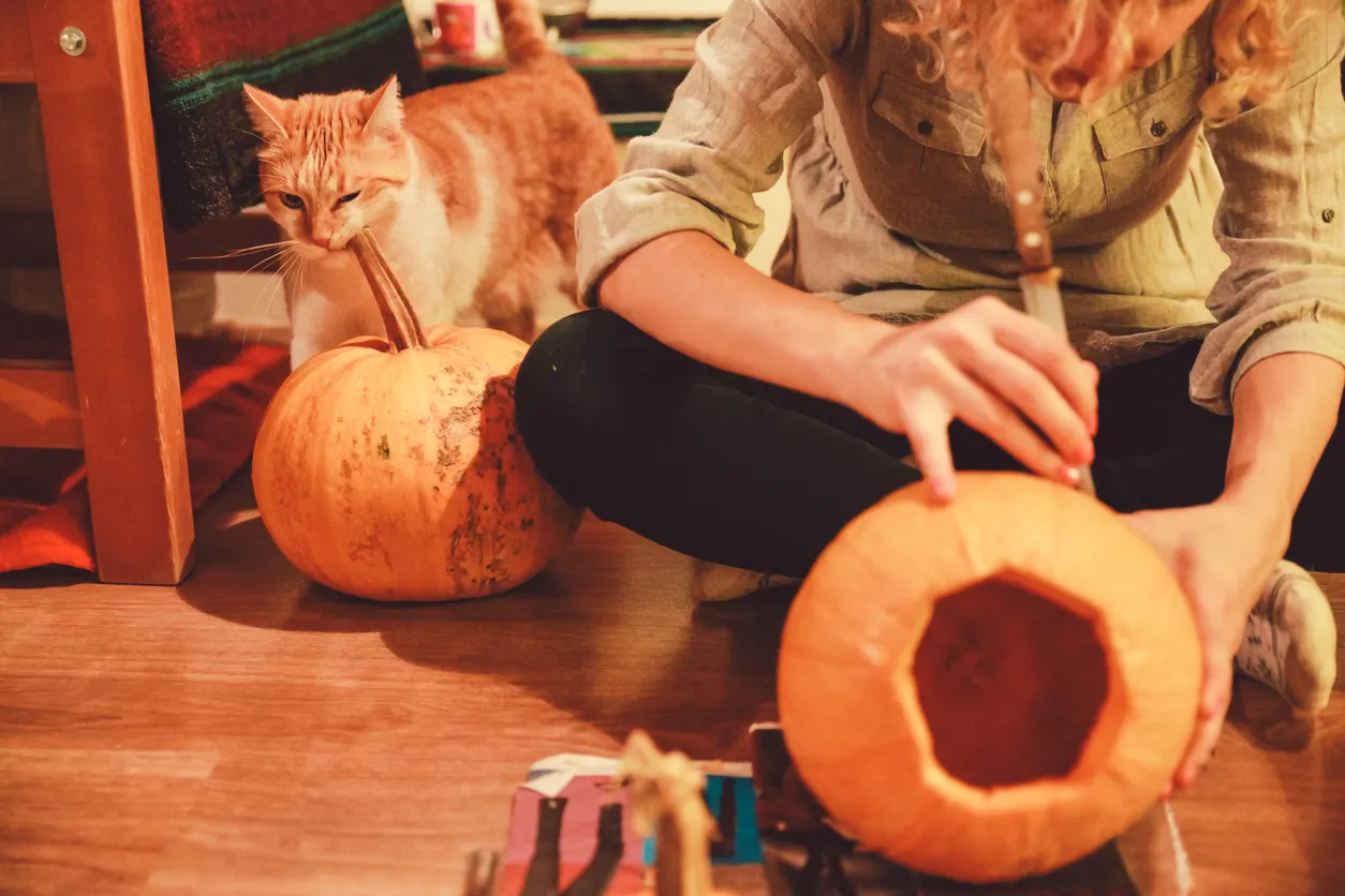 woman carving pumpkin with cat