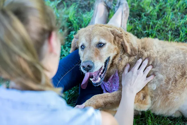 Locating dog friendly rest stops