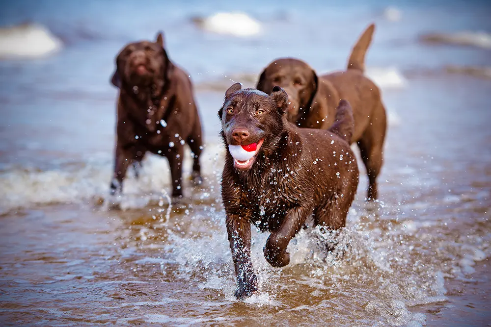 Three Labrador Retrievers running out of the water