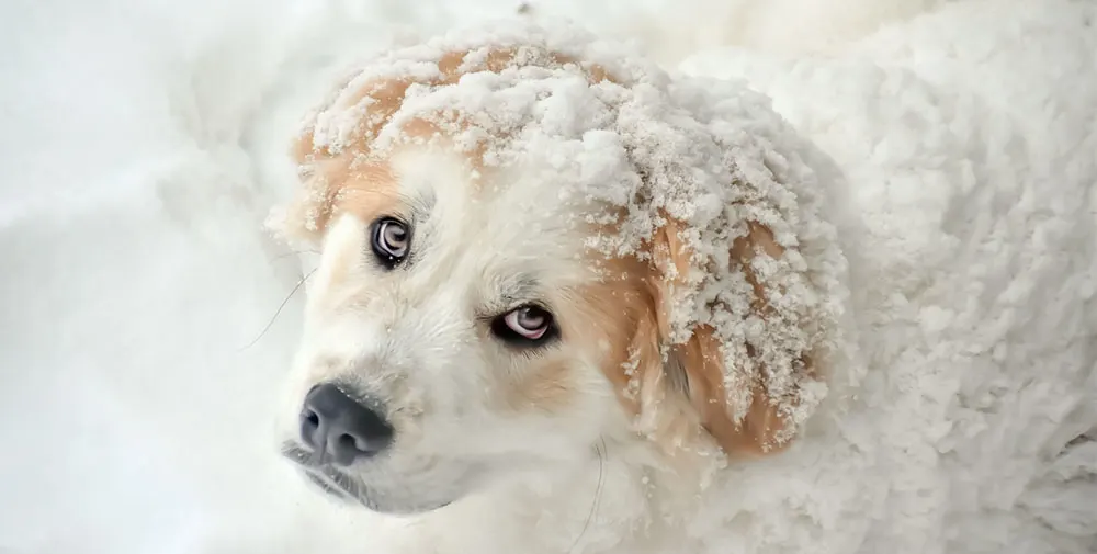 Great Pyrenees looking up at camera in snow