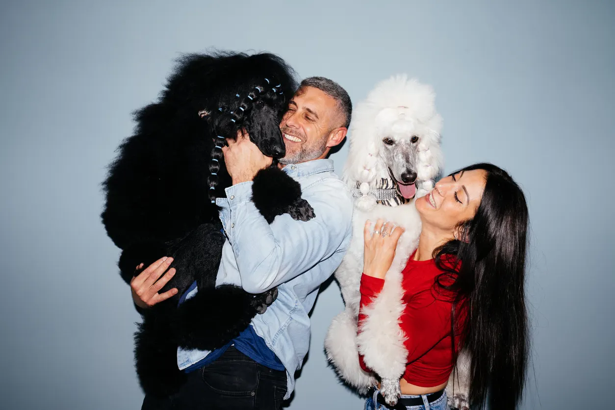 couple holding two standard poodles white and black