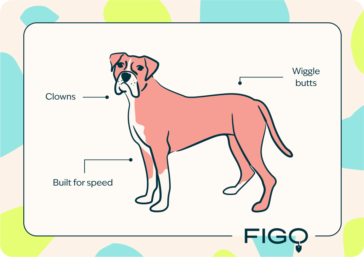 boxer dog speed