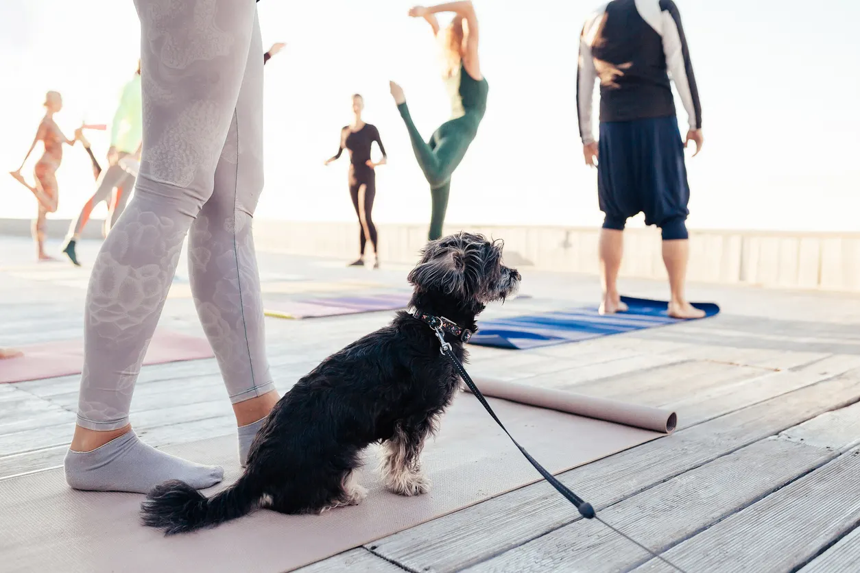 puppy surrounded by people doing yoga outside