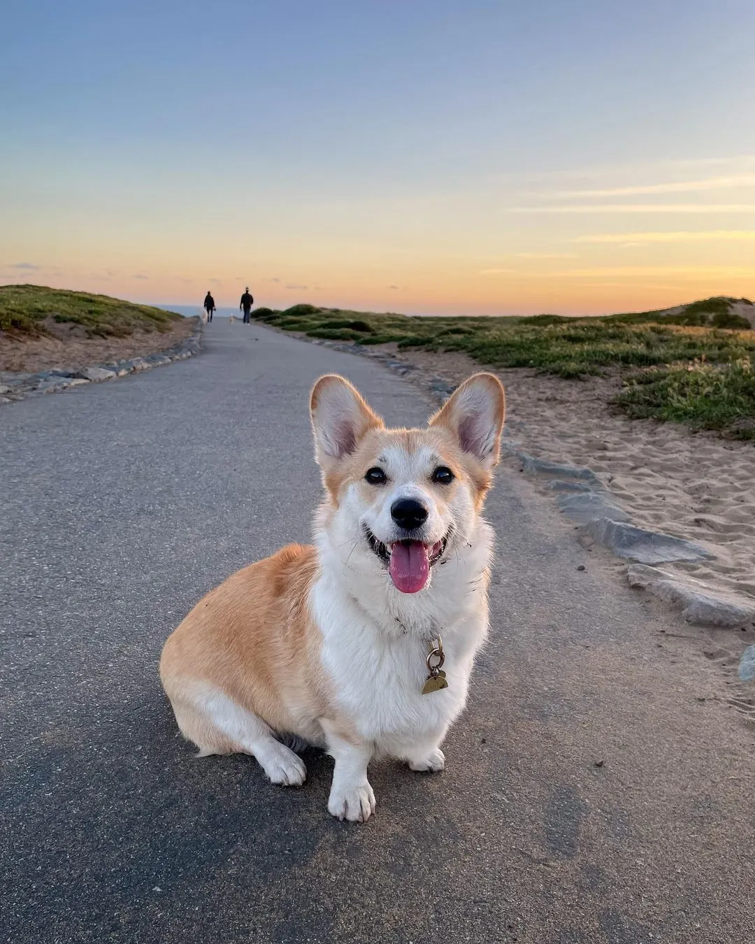 The Ultimate San Francisco Pet-Friendly Travel Guide
