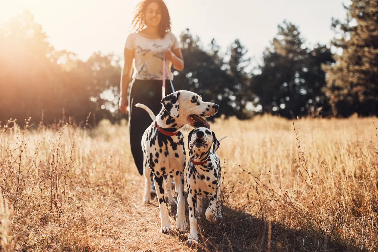 two dalmatians walk through field with owner