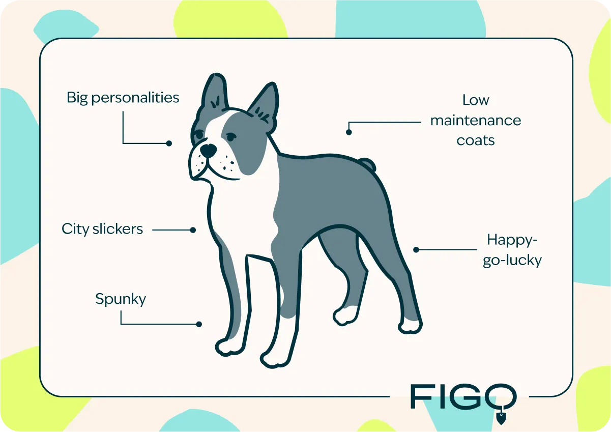 boston terrier breed traits