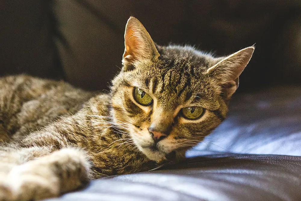 Hyperthyroidism common in older cats