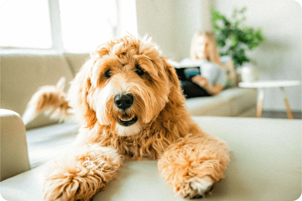 Doodle laying on couch in living room