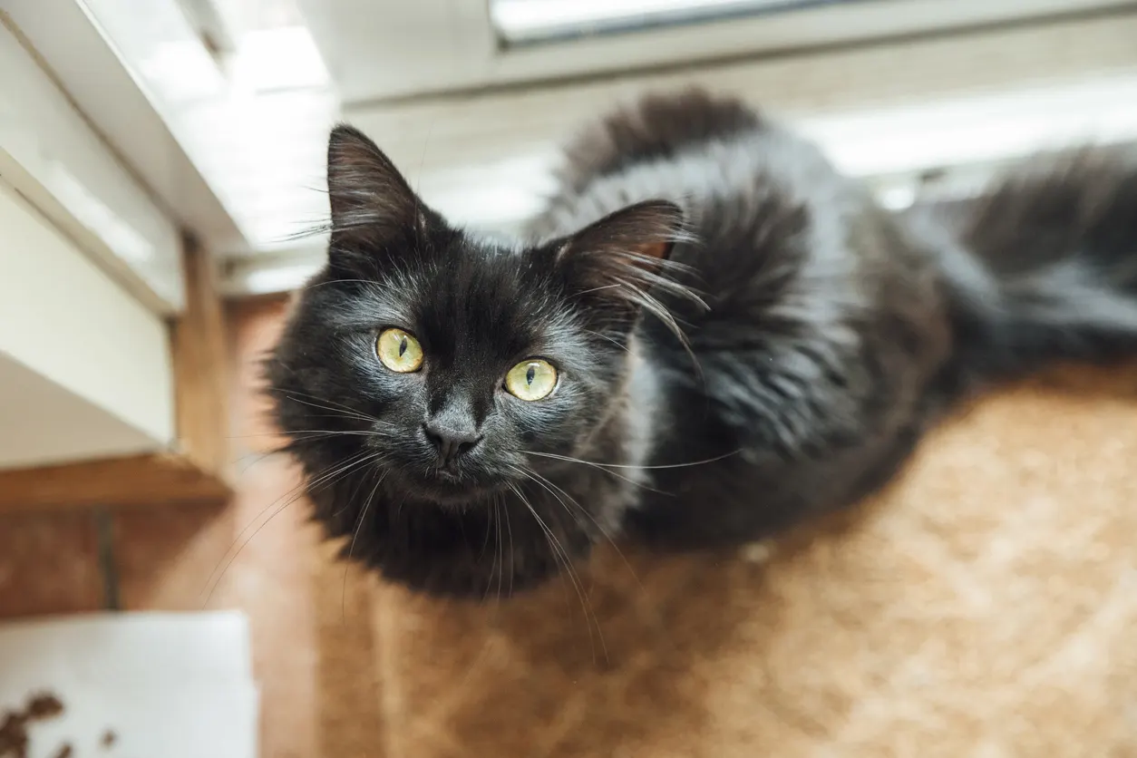 black cat staring up at camera