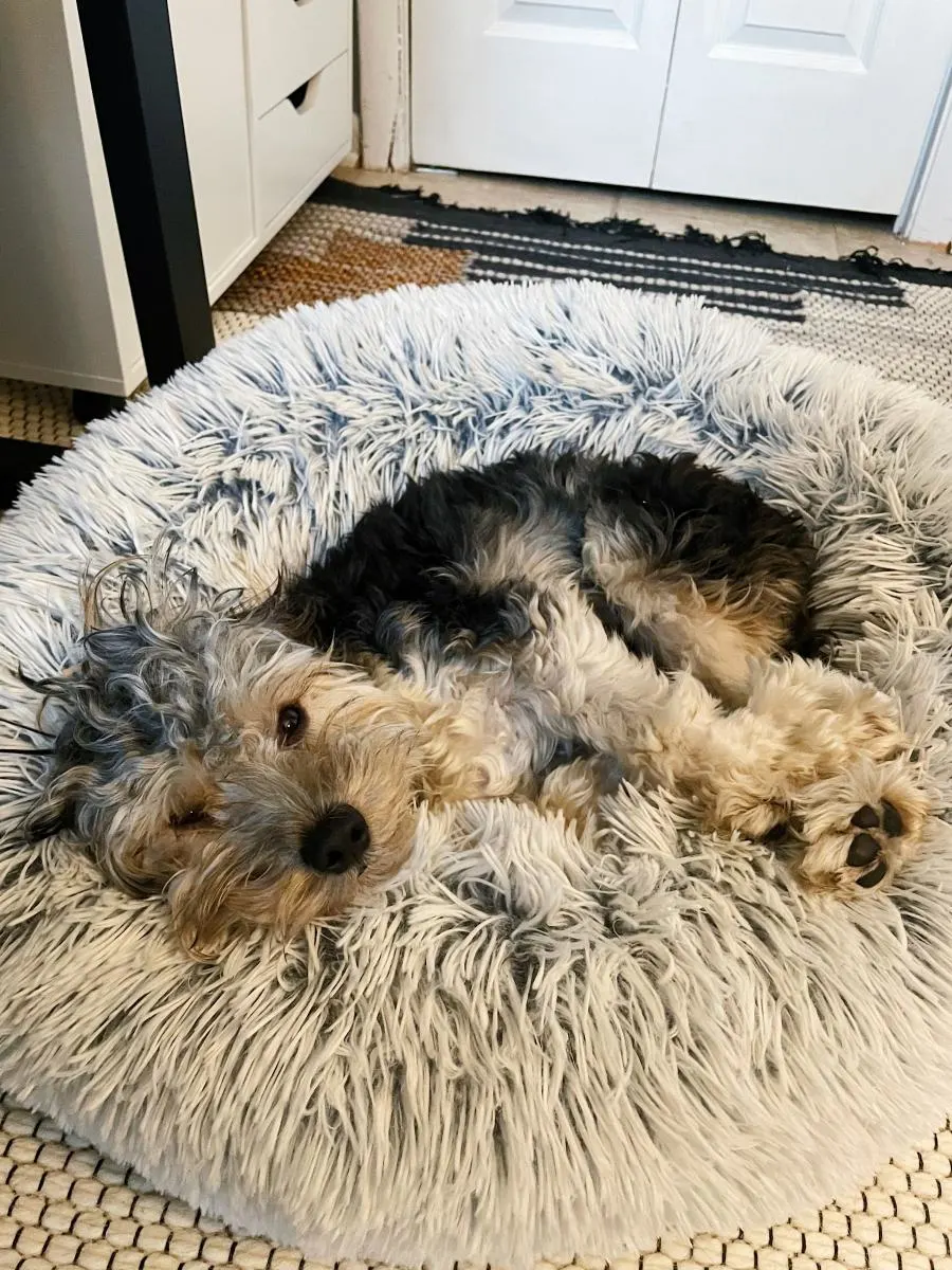 Dog sitting in furry dog bed