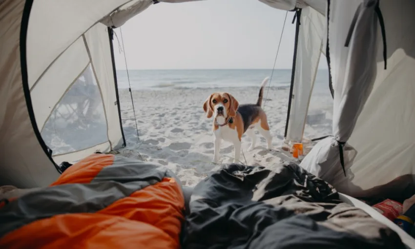 dog-with-tent