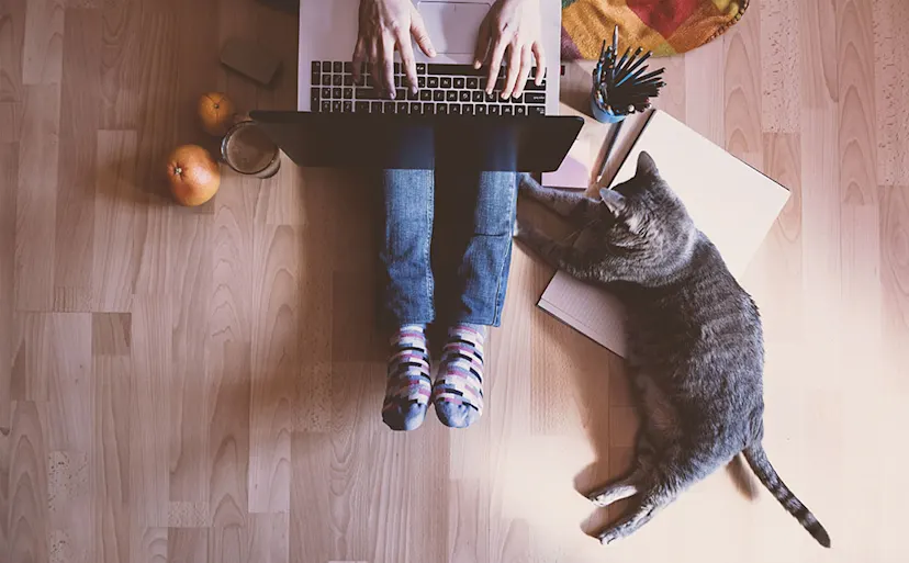 Why Do Cats Love To Sit On Your Laptop?