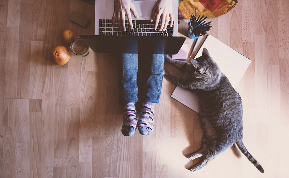 Why Do Cats Love To Sit On Your Laptop?