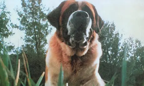 Saint Bernard dog named cujo from horror film standing in the grass