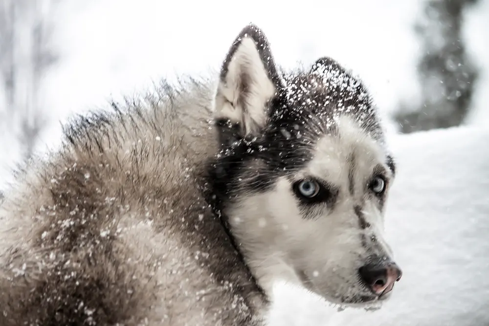 What are the signs of frostbite in dogs?