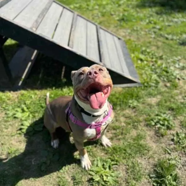 dog smiles with wide mouth in yard