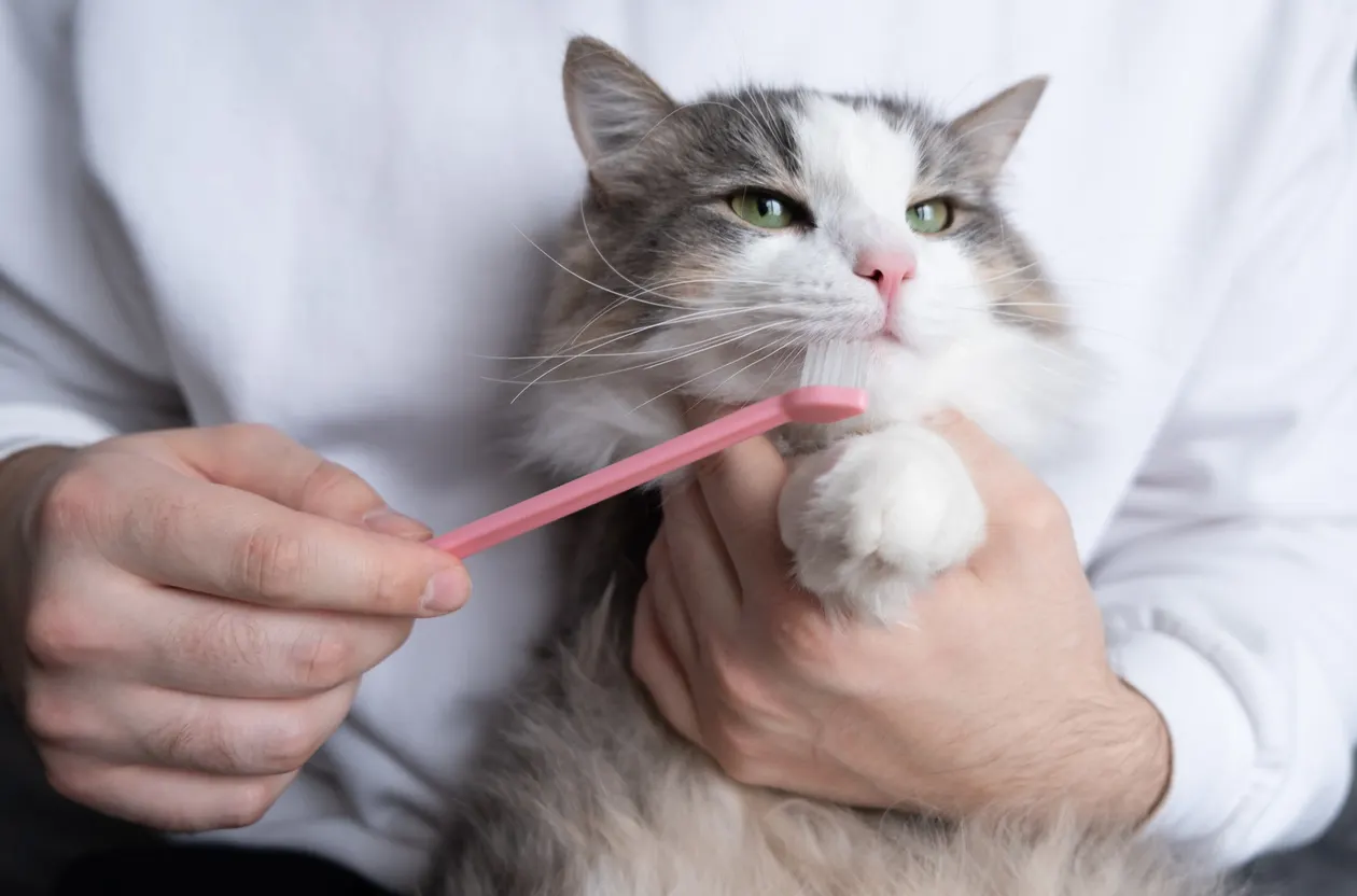 Cat having teeth brushed