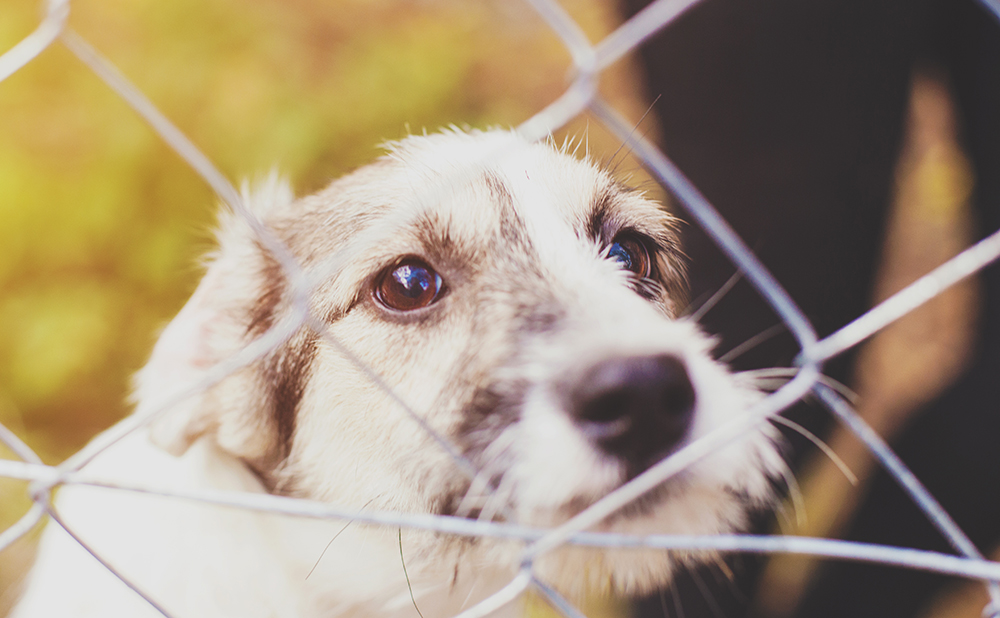 Dog adoption: Supporting shelter dogs