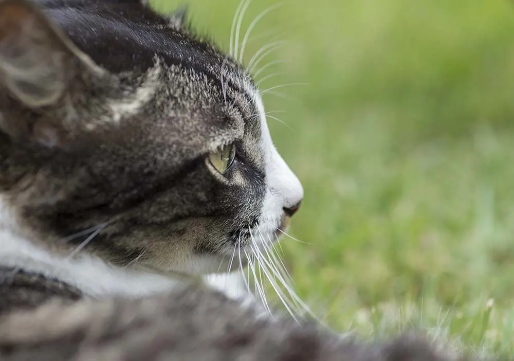 Feline asthma can be life-threatening