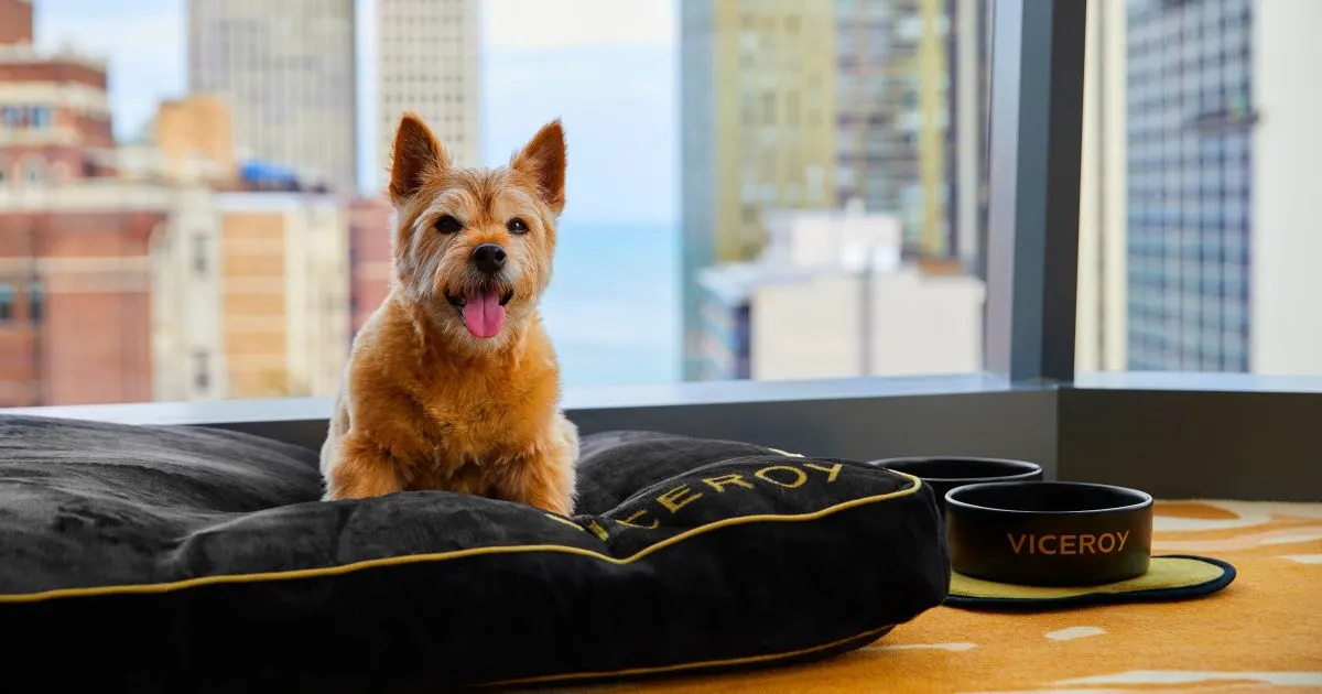 Small dog sitting on custom dog bed at the Viceroy Hotel in Chicago