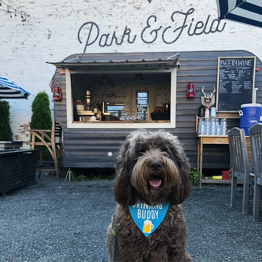 Dog in front of outdoor bar