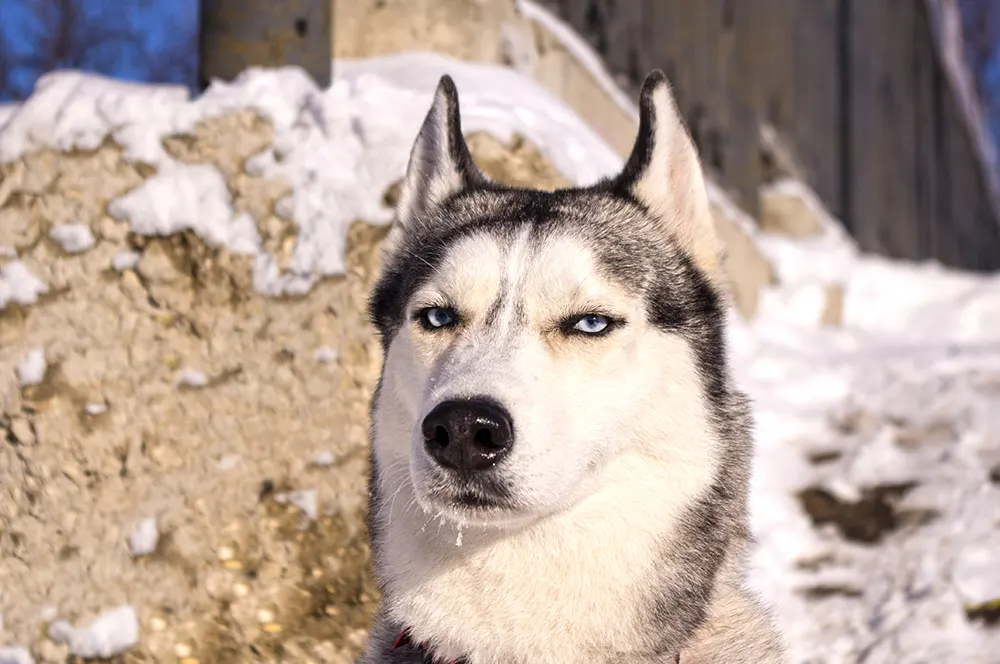 Siberian Huskies love to throw temper tantrums