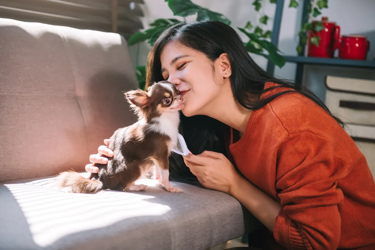 woman kissing chihuahua on couch