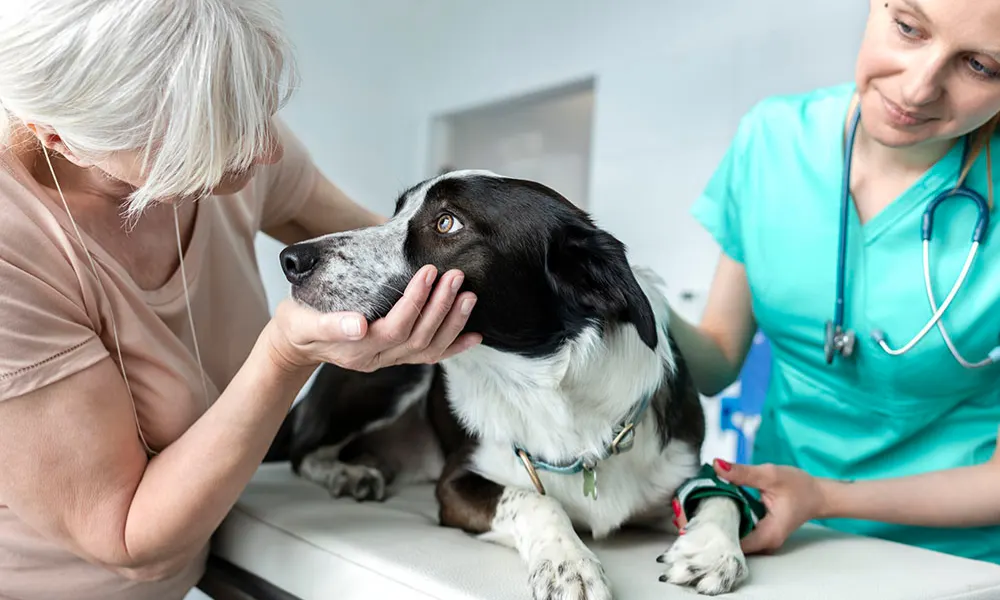 How is Pet Insurance Different from Human Health Insurance?
