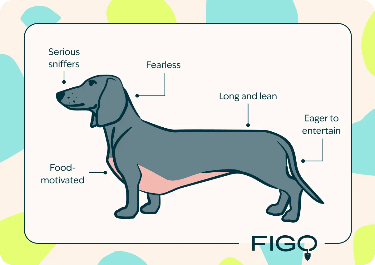 Dachshund breed traits