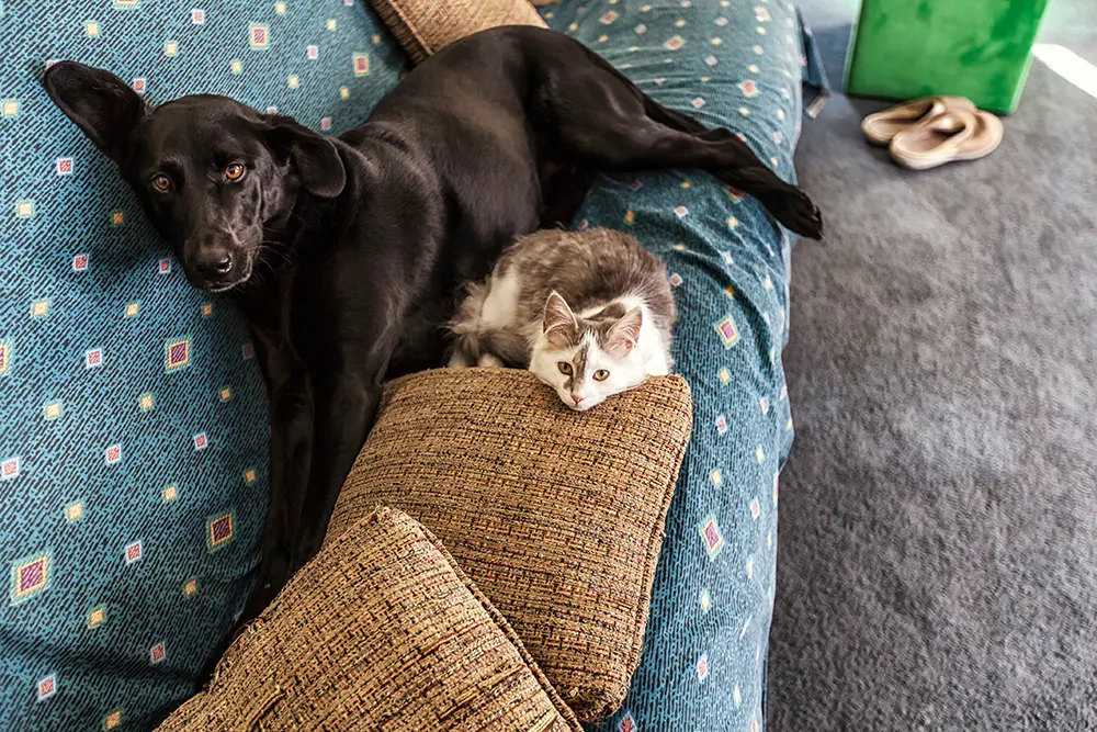 Cat or dog Which is the best pet for me?