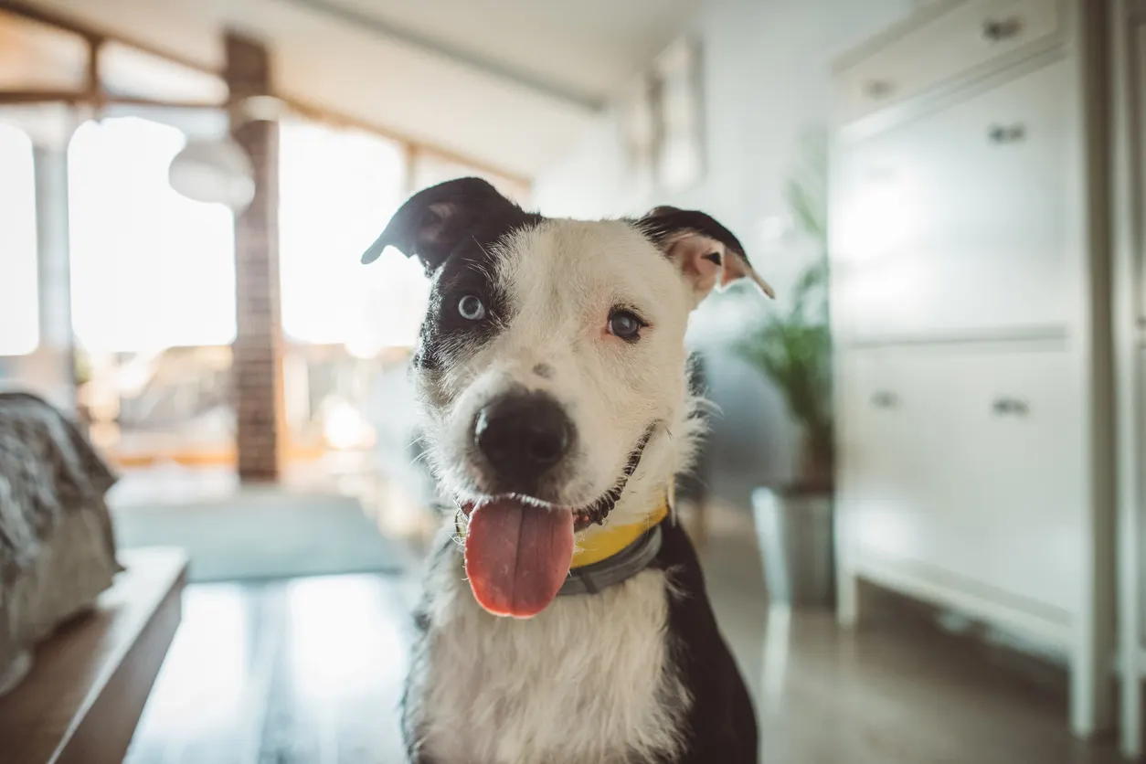 Mixed breed white and grey dog looks directly at camera in well lit living room