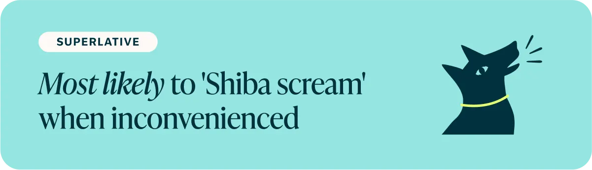 figo-breed-guide-Shiba Inu-superlative