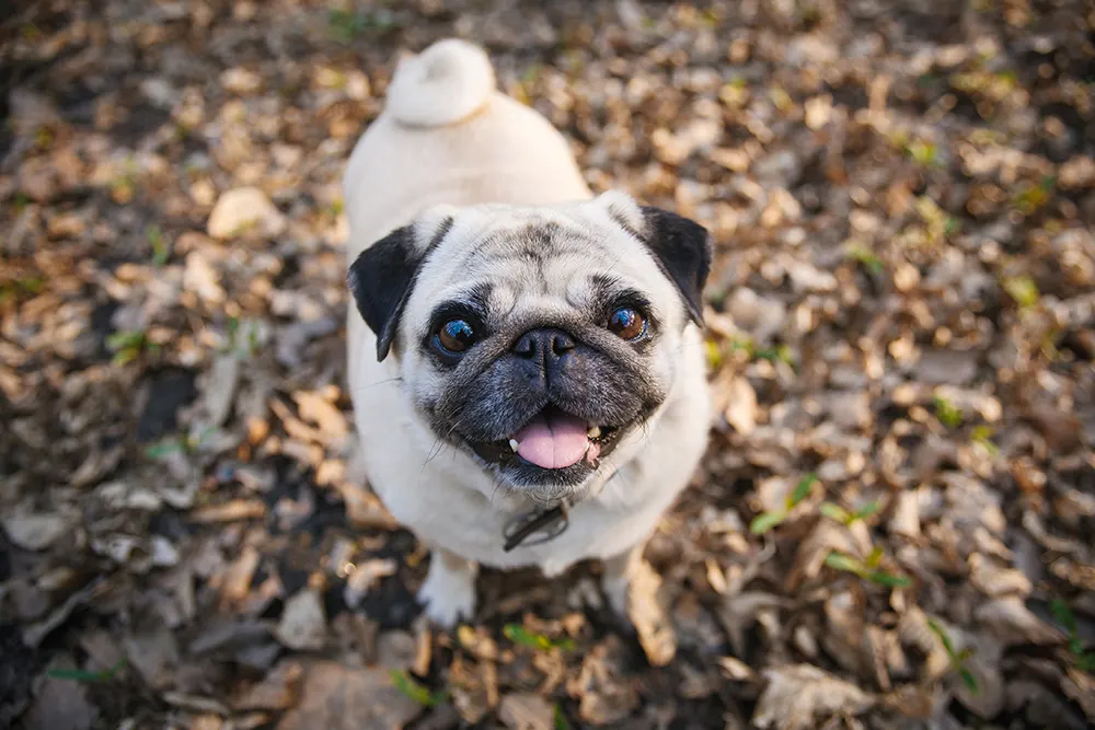 5 reasons the Pug might be the right dog breed for you