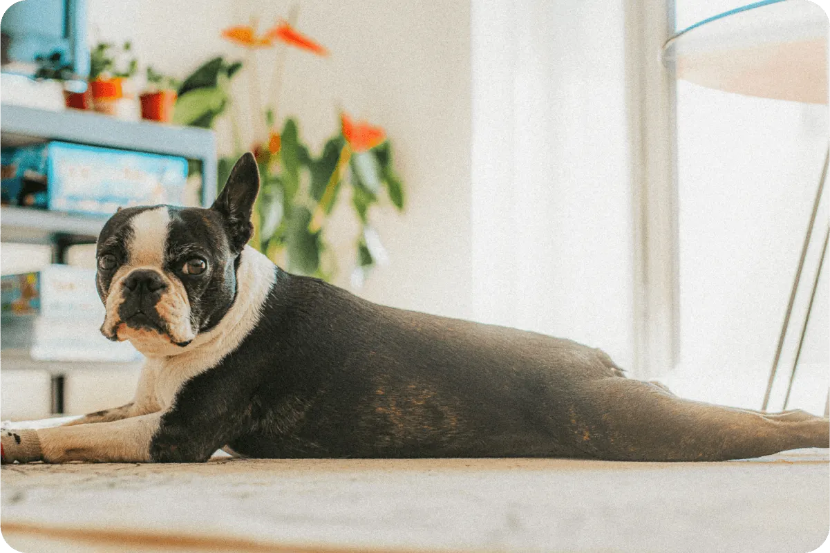 boston terrier laying on belly in living room